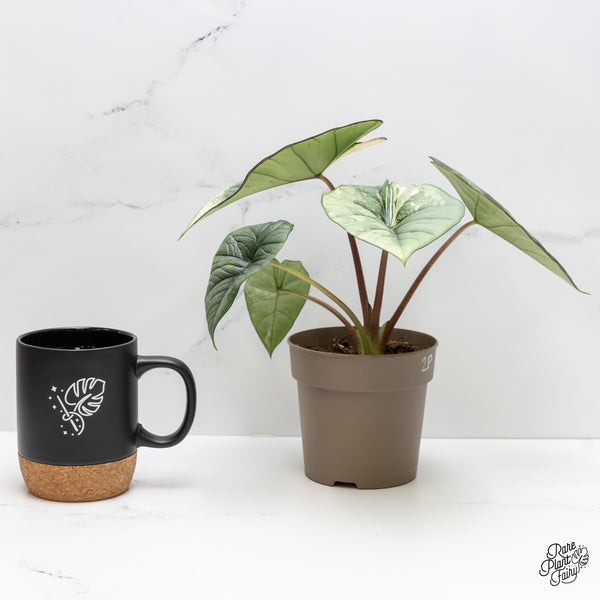 Alocasia 'Bisma Platinum' Albo Variegated (wk2-P) *Corming Size*