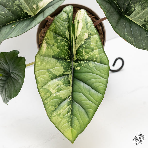 Alocasia 'Bisma Platinum' Albo Variegated (wk2-P) *Corming Size*