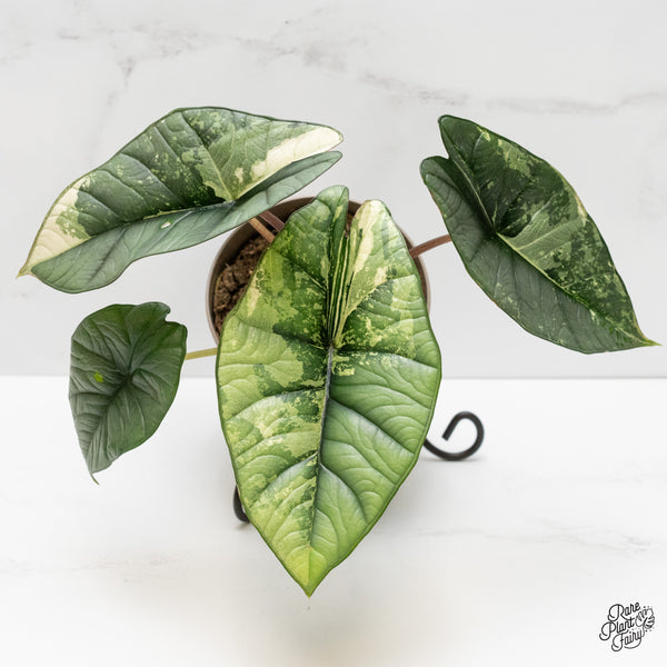 Alocasia 'Bisma Platinum' Albo Variegated (wk2-P) *Corming Size*