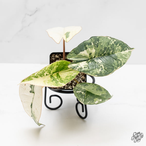 Alocasia 'Bisma Platinum' Albo Variegated (wk4-UN)