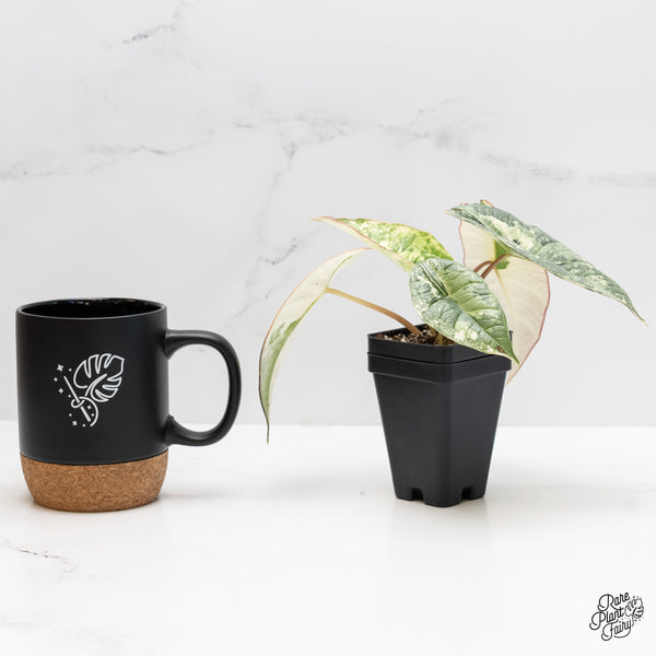 Alocasia 'Bisma Platinum' Albo Variegated (wk4-UN)