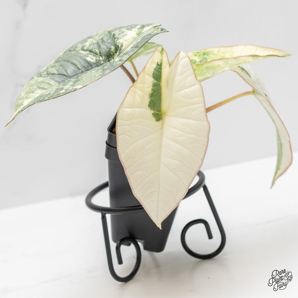 Alocasia 'Bisma Platinum' Albo Variegated (wk4-UN)