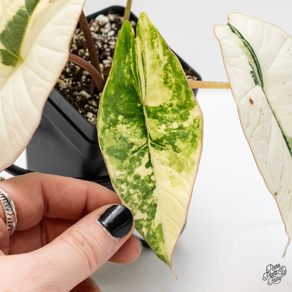Alocasia 'Bisma Platinum' Albo Variegated (wk4-UN)