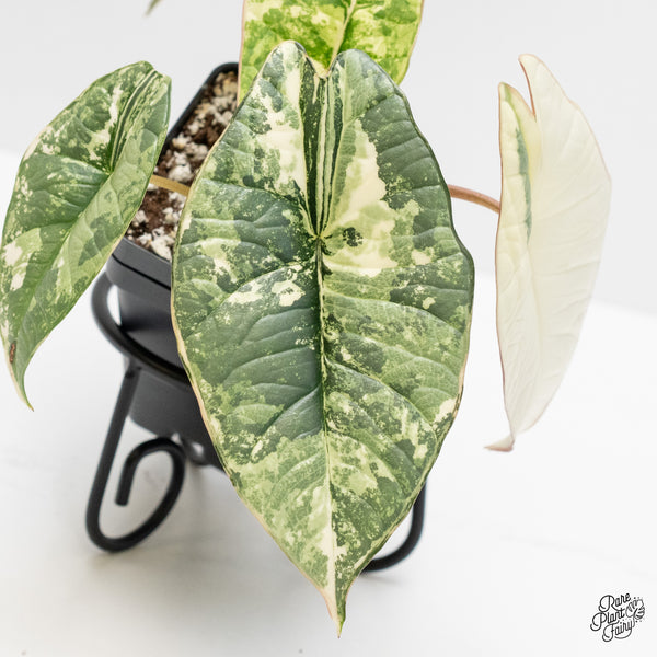 Alocasia 'Bisma Platinum' Albo Variegated (wk4-UN)