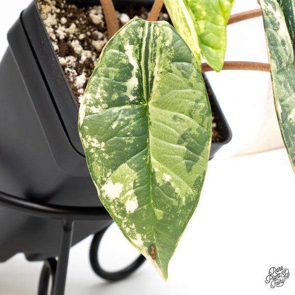 Alocasia 'Bisma Platinum' Albo Variegated (wk4-UN)