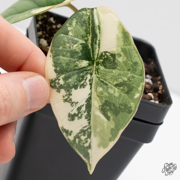 Alocasia 'Bisma Platinum' Albo Variegated (wk5-M)