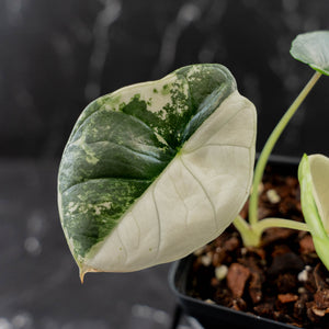 Alocasia 'Bisma Platinum' Albo Variegated (wk43-L403)