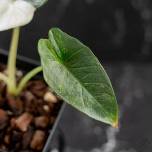 Alocasia 'Bisma Platinum' Albo Variegated (wk43-L403)