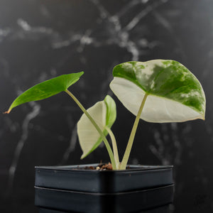 Alocasia 'Bisma Platinum' Albo Variegated (wk43-L403)