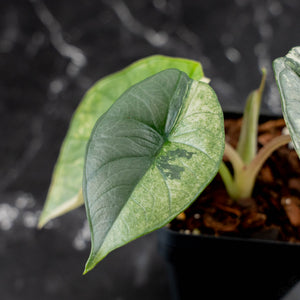 Alocasia 'Bisma Platinum' Albo Variegated (wk43-L404)