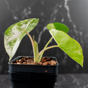 Alocasia 'Bisma Platinum' Albo Variegated (wk43-L404)