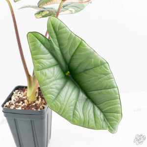 Alocasia 'Bisma Platinum' Albo Variegated (wk19-R) *Corming Size*