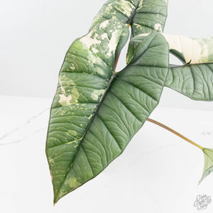 Alocasia 'Bisma Platinum' Albo Variegated (wk19-R) *Corming Size*