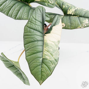 Alocasia 'Bisma Platinum' Albo Variegated (wk19-R) *Corming Size*