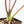 Alocasia 'Bisma Platinum' Albo Variegated (wk19-R) *Corming Size*