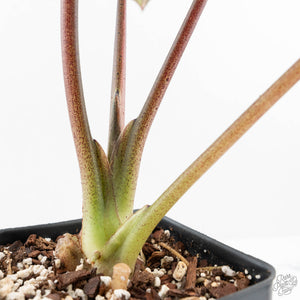 Alocasia 'Bisma Platinum' Albo Variegated (wk19-R) *Corming Size*