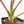 Alocasia ‘Bisma Platinum’ Albo Variegated (wk27-M) Corming Size