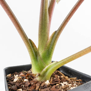 Alocasia ‘Bisma Platinum’ Albo Variegated (wk27-M) Corming Size