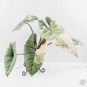 Alocasia ‘Bisma Platinum’ Albo Variegated (wk27-M) Corming Size