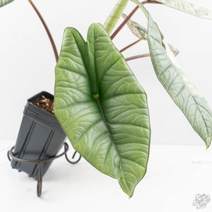 Alocasia ‘Bisma Platinum’ Albo Variegated (wk27-M) Corming Size
