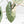 Alocasia ‘Bisma Platinum’ Albo Variegated (wk27-M) Corming Size