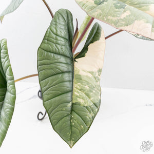 Alocasia ‘Bisma Platinum’ Albo Variegated (wk27-M) Corming Size