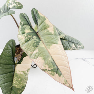 Alocasia ‘Bisma Platinum’ Albo Variegated (wk27-M) Corming Size