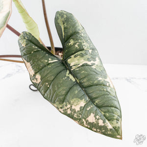 Alocasia ‘Bisma Platinum’ Albo Variegated (wk27-M) Corming Size