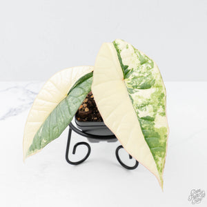 Alocasia ‘Bisma Platinum’ Albo Variegated (wk21-J)