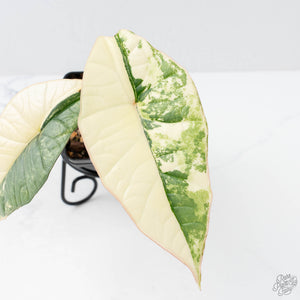 Alocasia ‘Bisma Platinum’ Albo Variegated (wk21-J)