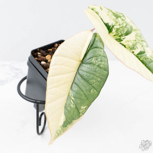 Alocasia ‘Bisma Platinum’ Albo Variegated (wk21-J)