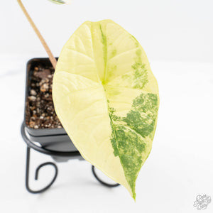 Alocasia ‘Bisma Platinum’ Albo Variegated (wk24-F)
