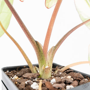 Alocasia 'Bisma Platinum' Albo Variegated (wk20-K)