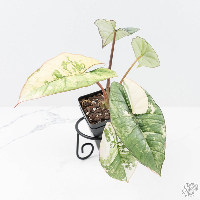 Alocasia 'Bisma Platinum' Albo Variegated (wk20-K)