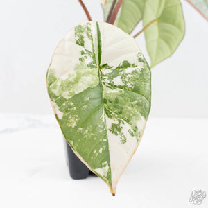 Alocasia 'Bisma Platinum' Albo Variegated (wk20-K)
