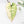 Alocasia 'Bisma Platinum' Albo Variegated (wk20-K)