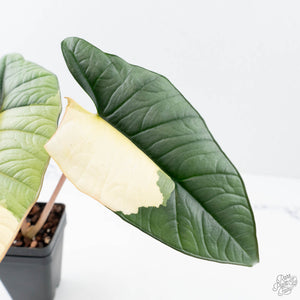 Alocasia ‘Bisma Platinum’ Albo Variegated (wk20-U)