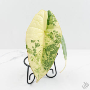 Alocasia 'Bisma Platinum' Albo Variegated (wk17-Q)