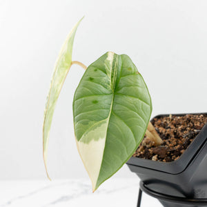 Alocasia 'Bisma Platinum' Albo Variegated (wk17-Q)