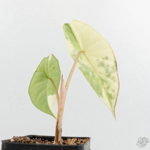 Alocasia 'Bisma Platinum' Albo Variegated (wk17-Q)