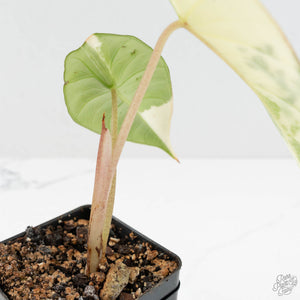 Alocasia 'Bisma Platinum' Albo Variegated (wk17-Q)