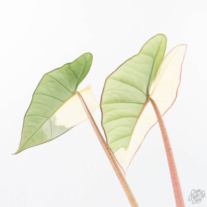 Alocasia ‘Bisma Platinum’ Albo Variegated (wk20-U)