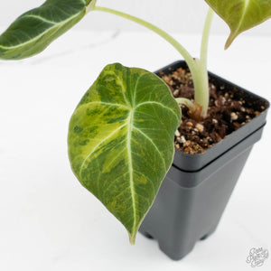 Alocasia 'Black Velvet' Gold/Aurea Variegated (wk17-P)