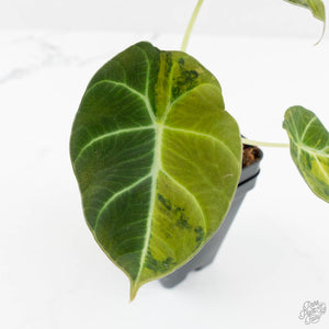 Alocasia 'Black Velvet' Gold/Aurea Variegated (wk17-P)