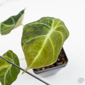 Alocasia 'Black Velvet' Gold/Aurea Variegated (wk17-P)