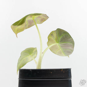 Alocasia 'Black Velvet' Gold/Aurea Variegated (wk17-P)