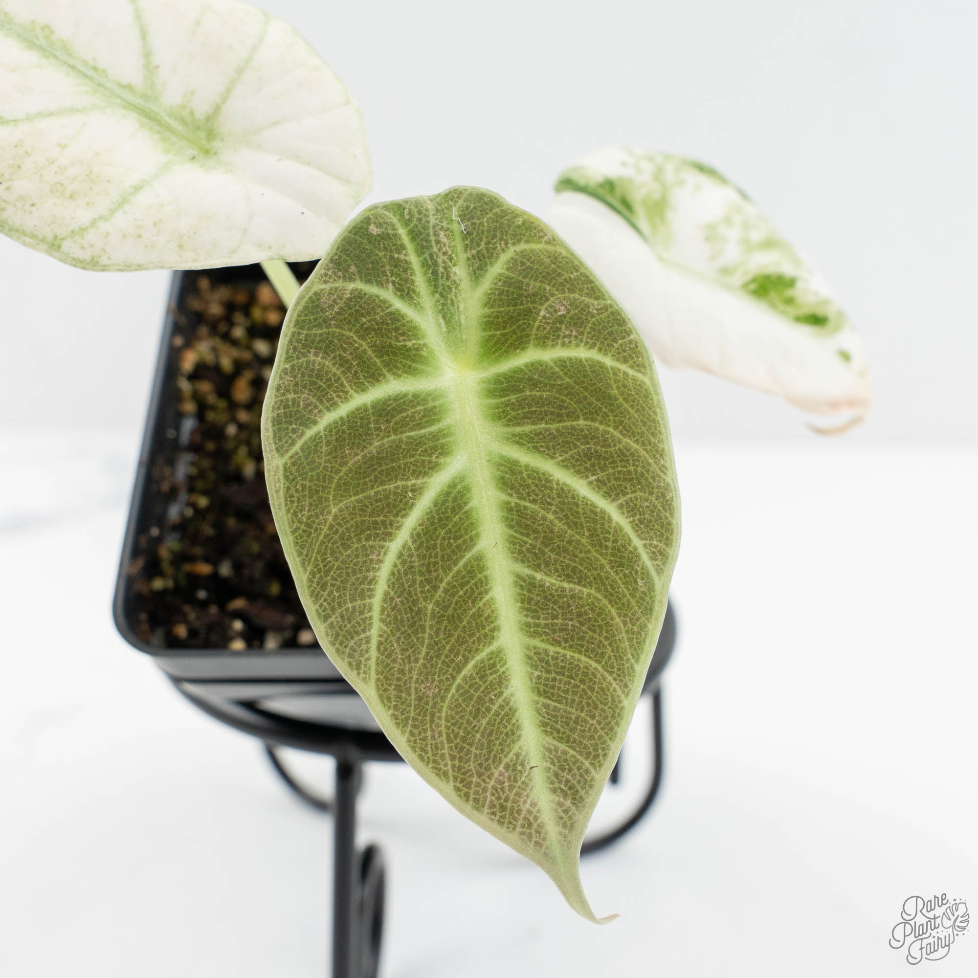 Alocasia 'Black Velvet Ninja' Pink Variegated (wk15-UW) – Rare