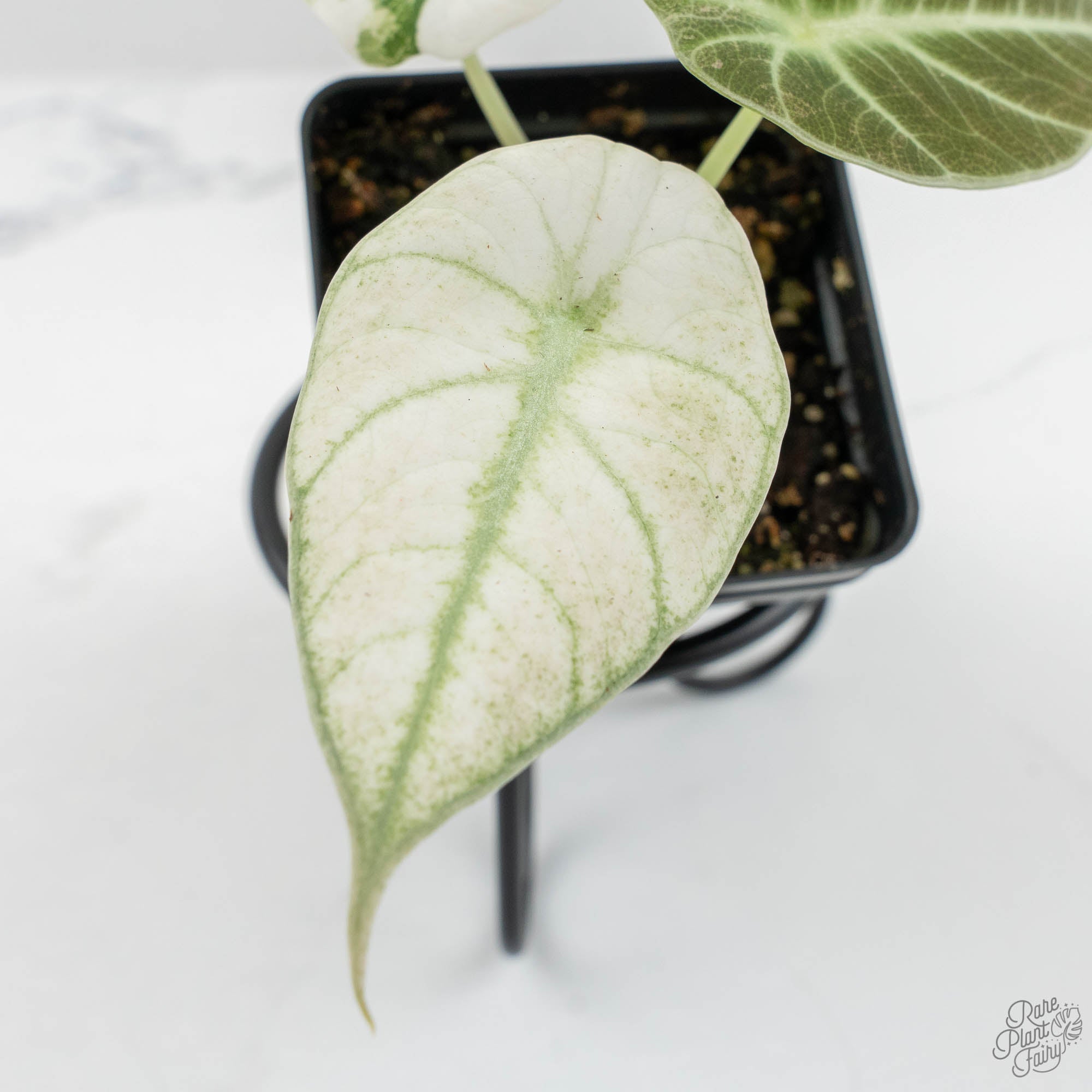 Alocasia 'Black Velvet Ninja' Pink Variegated (wk15-UW) – Rare