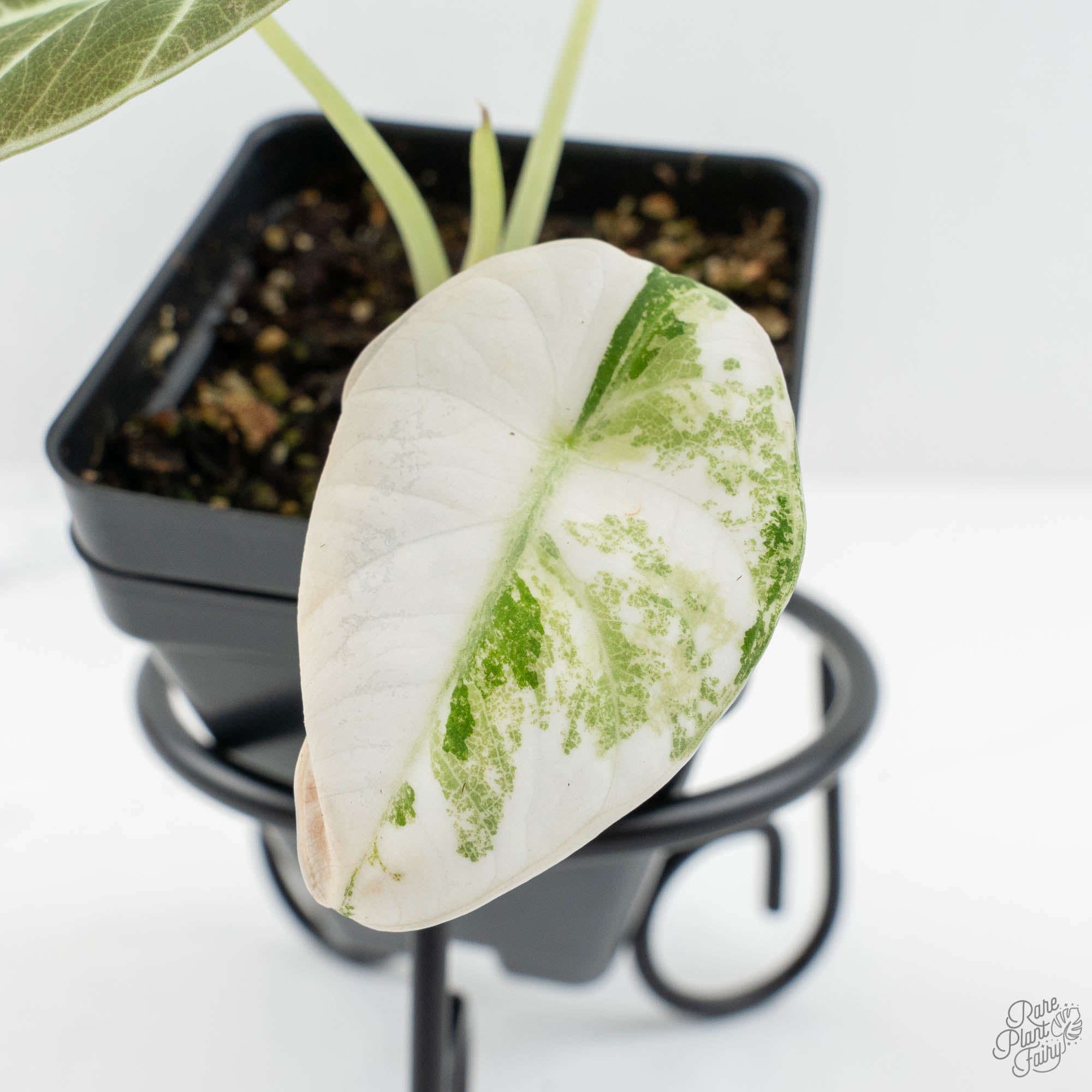 Alocasia 'Black Velvet Ninja' Pink Variegated (wk15-UW) – Rare