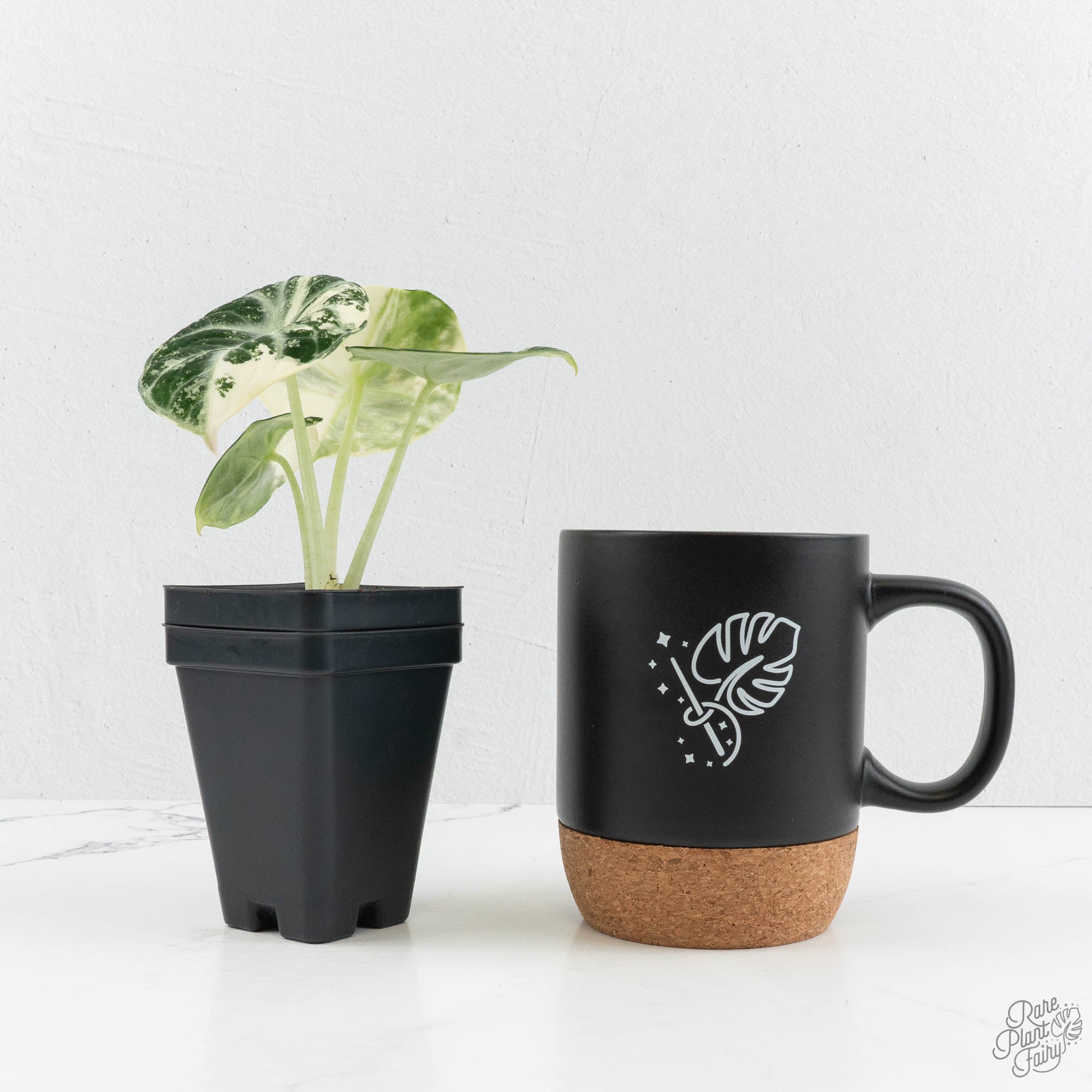 Alocasia 'Black Velvet Ninja' Albo Variegated (wk14-F) – Rare